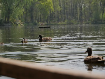 Enten schwimmen auf einem Teich, Foto: ZeitRaum Gruppe