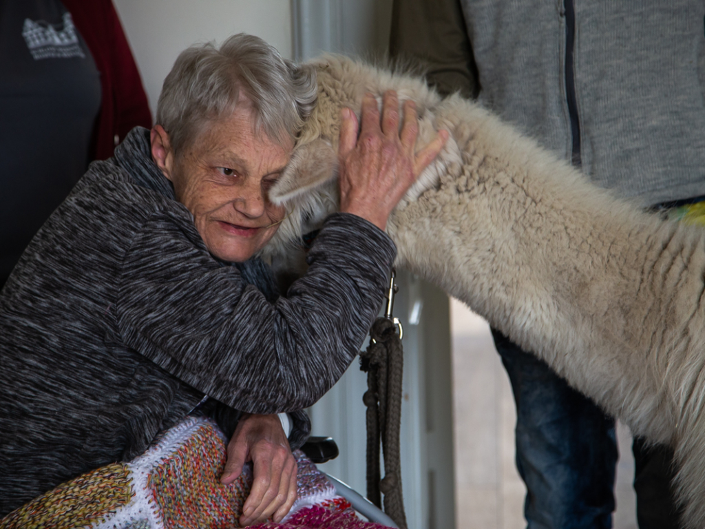 Hospiz Spenden: Alpaka-Tiertherapie mit Patientin