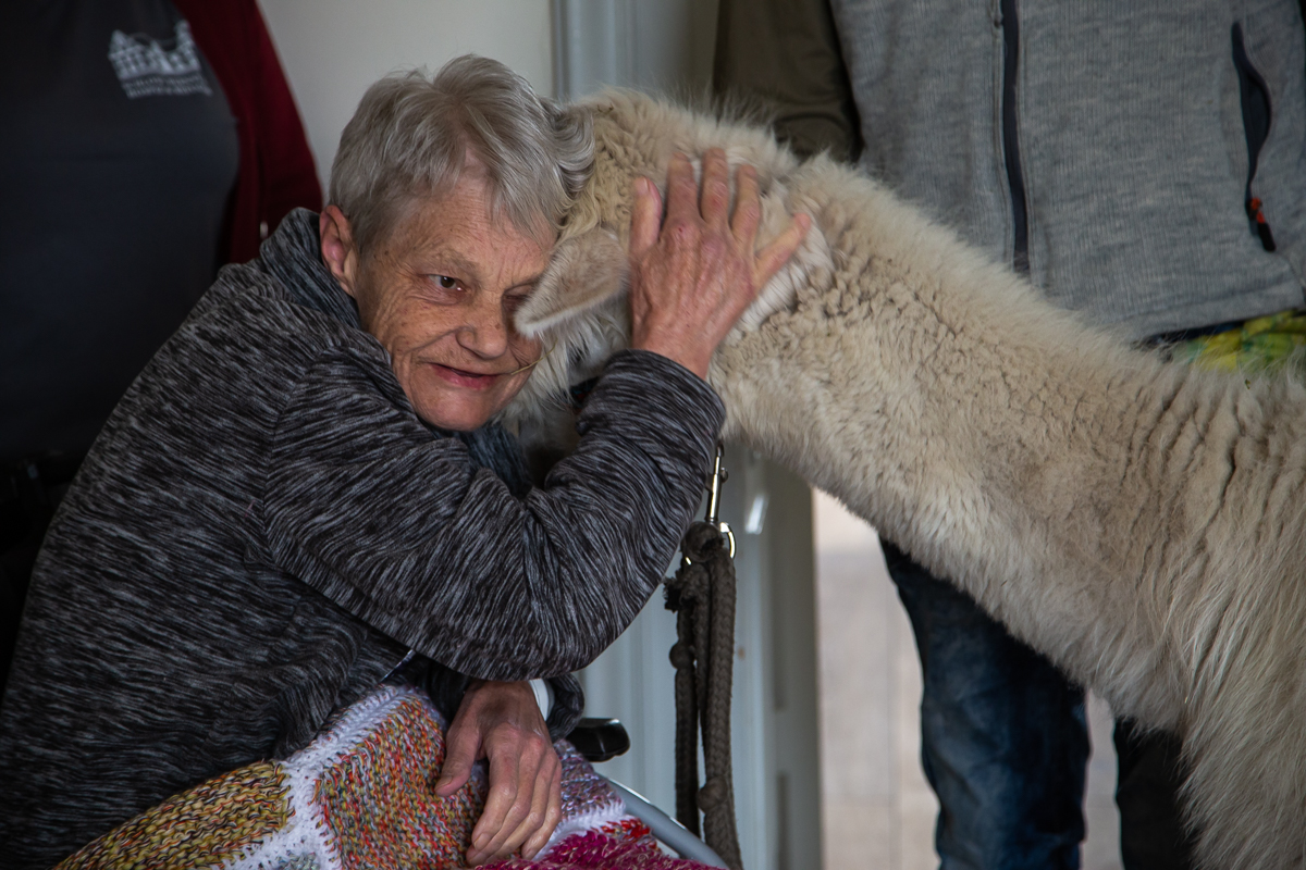 Hospiz Spenden: Alpaka-Tiertherapie mit Patientin